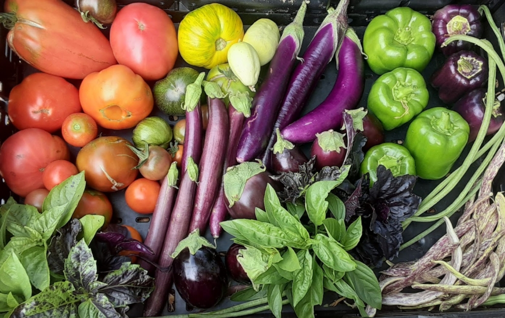 A harvest box containing eggplant, basil, cucumbers, and tomatoes