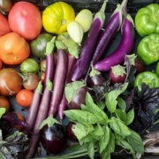 A harvest box containing eggplant, basil, cucumbers, and tomatoes